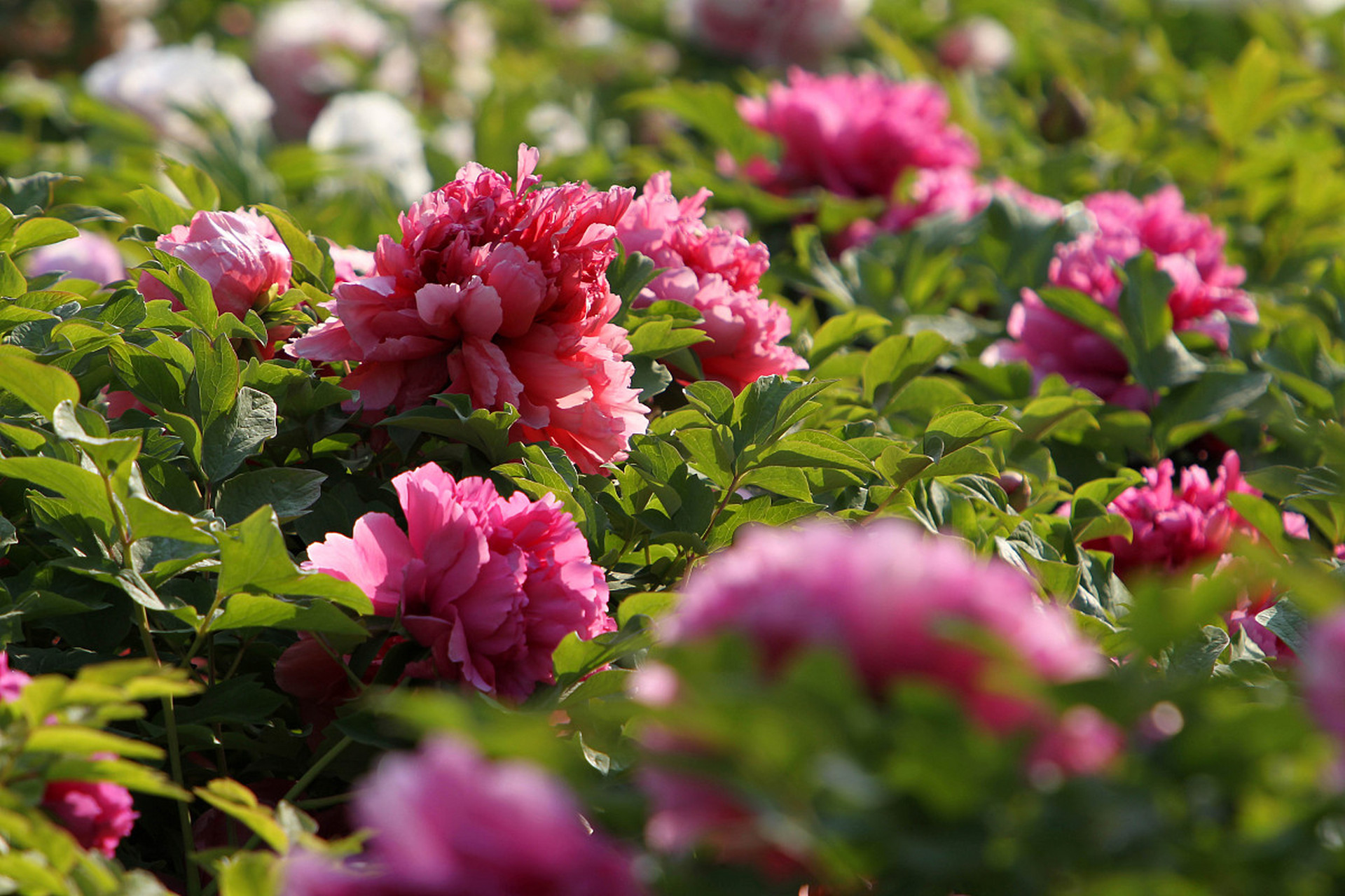 皇冠官方在线入口-摩纳哥今夜更衣室发声赛后巴塞罗那豪取连胜，媒体一致点评：转会期迈阿密热火防线松动的简单介绍